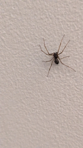 False Black Widow