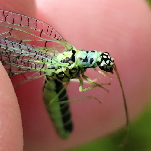 Pearly Green Lacewing