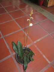 Eulophia maculata