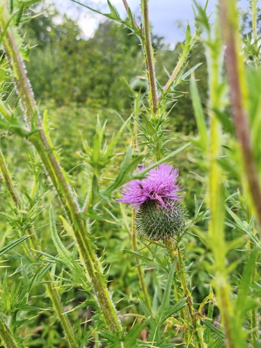 Bull Thistle