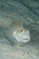 Valenciennea puellaris