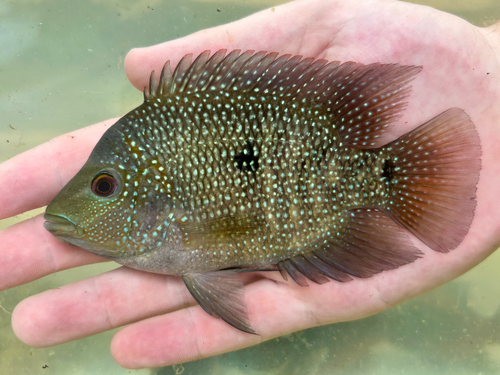 Texas-cichlide (Herichthys cyanoguttatus) — Cichlidae — 2