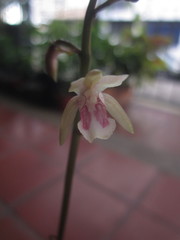 Eulophia maculata