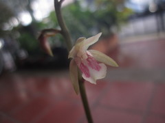 Eulophia maculata
