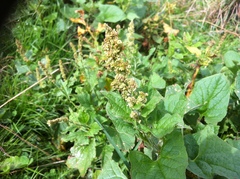 Blitum bonus-henricus