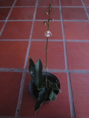Eulophia maculata