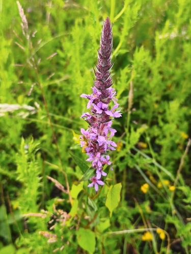 purple loosestrife