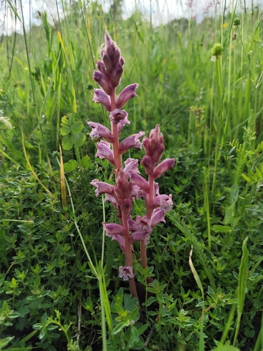 Thyme Broomrape