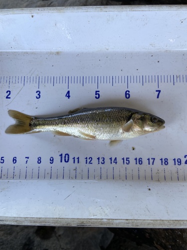 Creek Chub
