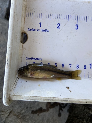Fathead Minnow