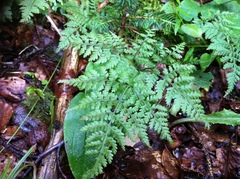 Cystopteris montana