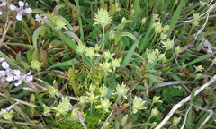 Ceratocephala testiculata