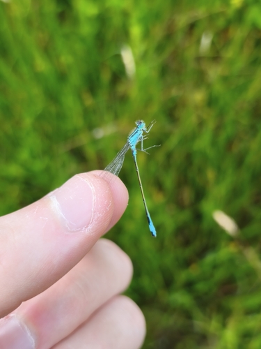 Blue-tailed Damselfly