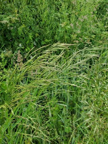 Bromus arvensis, photograph 6