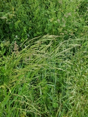 Bromus arvensis, photograph (c) marius, some rights reserved (CC BY)