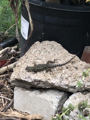 Sceloporus occidentalis