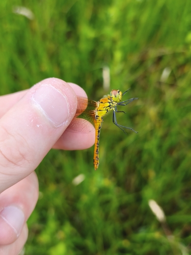 Ruddy Darter