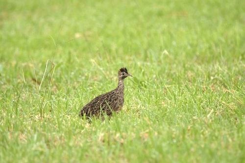 Nothoprocta perdicaria perdicaria