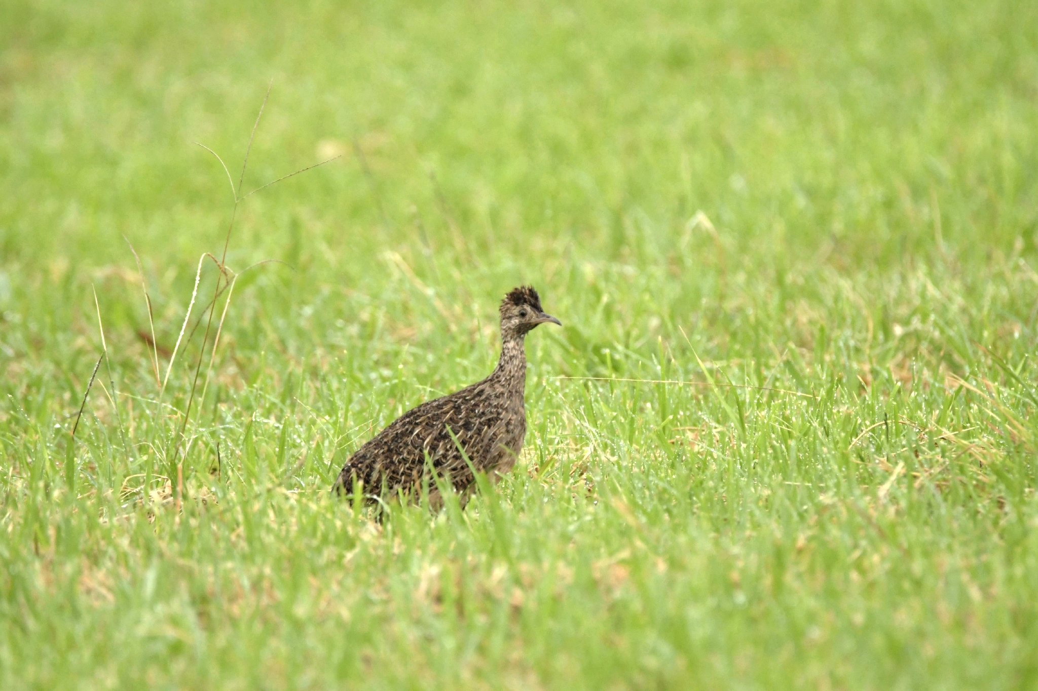 Chilean Tinamou (Nothoprocta perdicaria), photo 2