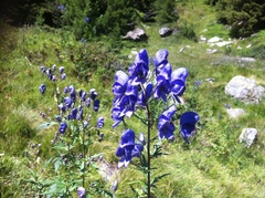 Aconitum degenii