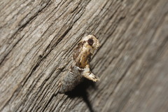 Cacozelia basiochrealis