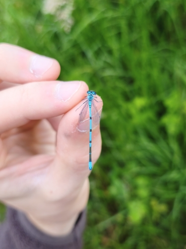 Azure Damselfly