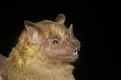 Artibeus jamaicensis yucatanicus