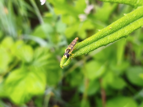 Common Globetail