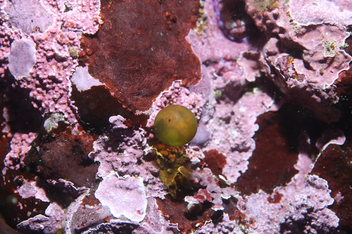 Derbesia marina observed 2026-06-05