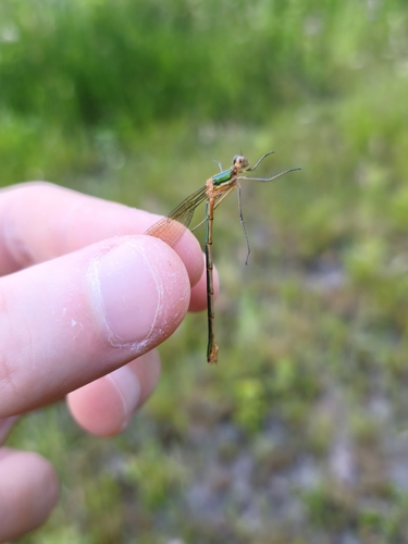 Common Spreadwing