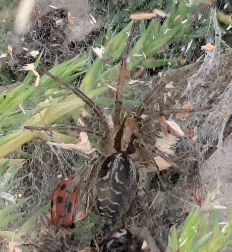 Labyrinth spider