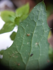 Miyagia pseudosphaeria