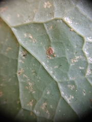 Miyagia pseudosphaeria