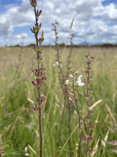 Meadow Checker-mallow