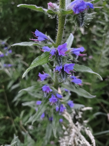 viper's-bugloss