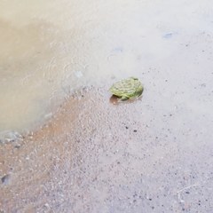 Pyxicephalus adspersus