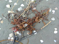 Carpophyllum flexuosum