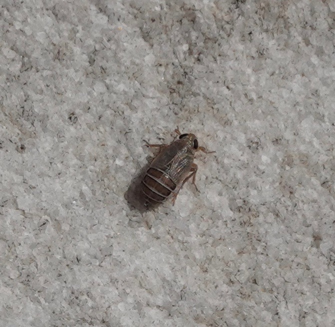 Kosswigianella