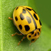 Fourteen-spotted Lady Beetle - Photo (c) Katja Schulz, some rights reserved (CC BY)