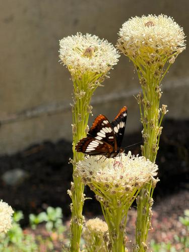 Lorquin's Admiral