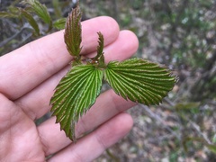 Viburnum rafinesqueanum