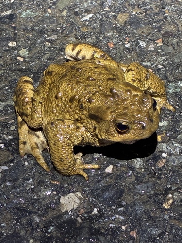European Toad