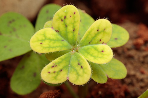 Bermuda buttercup