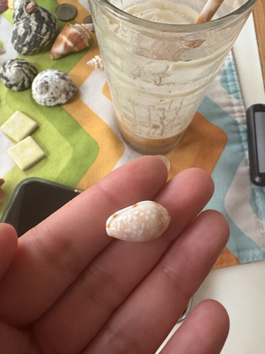 Marginella guttata, 2026-06-10