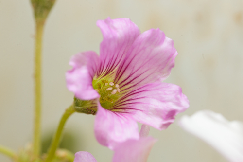 Largeflower pink-sorrel