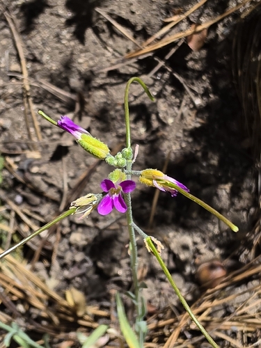 Boechera californica