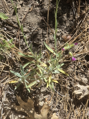 Boechera californica, photograph 2