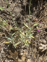 Boechera californica, photograph author not stated, no rights reserved