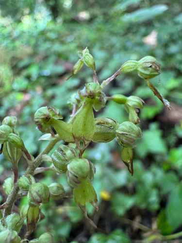 Common Twayblade