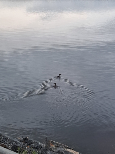 Red-breasted Merganser
